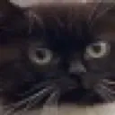 cat4monya