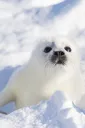 baby_seal