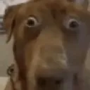 scoobert
