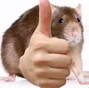 RAT