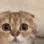 monka