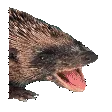 huhuhu