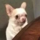 Dog_Wtf