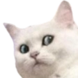catshock Discord emoji