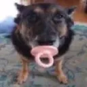 dawg