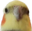 stare