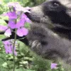 ICaDeliciousFlower