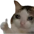 parali15Sadcat Discord Emoji