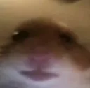 hampterstare