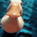 Fduck