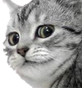 catconcern Discord emoji