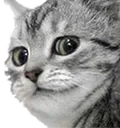 Catconcern Discord Emoji