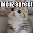 humpty_sareef