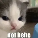 cat_nothehe