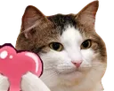catLove