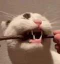 catzazahit catzazahit