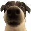 DOGSTARE