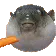 fishAAUGH