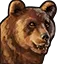 bear bear