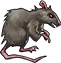 rat rat