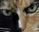 AngryCat AngryCat
