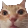 catwhaaa