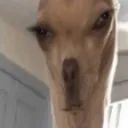 bruh