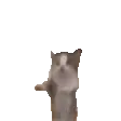 catYippie