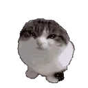 wawa_cat
