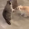 ICaBlop ICaBlop