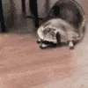 ICaLurkSneak