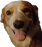 OlafDog