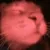 CatJamDisco