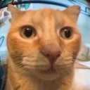 whatinthefuck