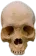 Hd_Skull