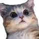 UN_CatScared2