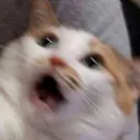 shocked_cat shocked_cat