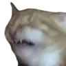 CatEw