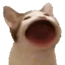 Cat_aaaaa Discord Emoji