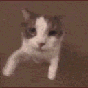 aCat_hug Discord Emoji