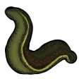 leech
