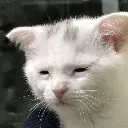 tired_cat tired_cat