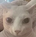 DannyPhantomSPHINX DannyPhantomSPHINX