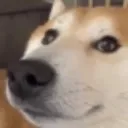 supernaturalcanine