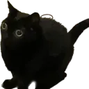 boowomp_cat Discord Emoji