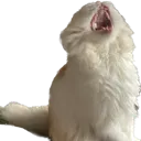 beansonalego
