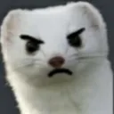 CZ_grumpy