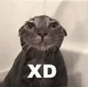 Cat Xd Discord Emoji