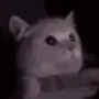 catflashbang catflashbang