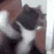 catboxer